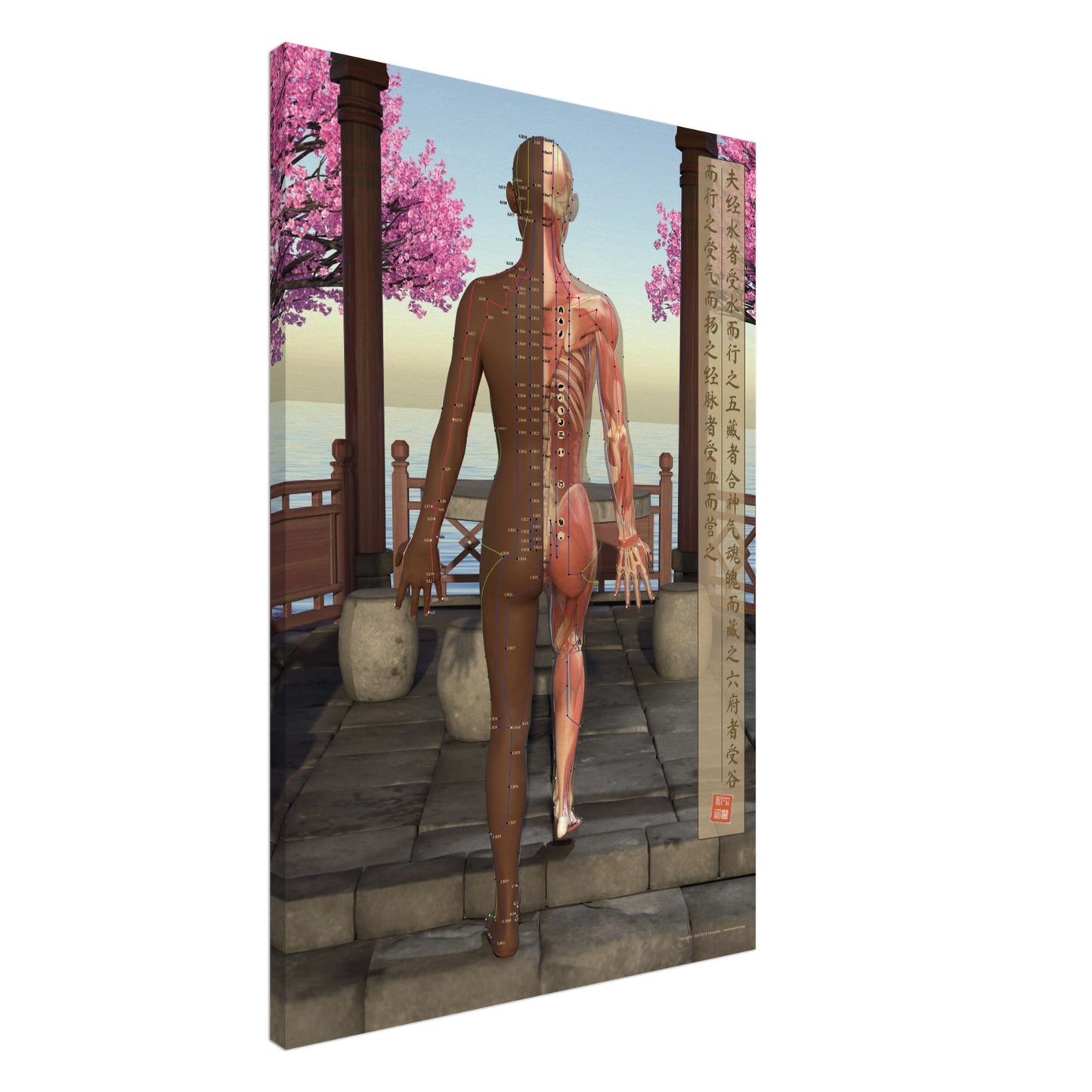 Acupuncture chart Canvas Pavilion Female Back DBr