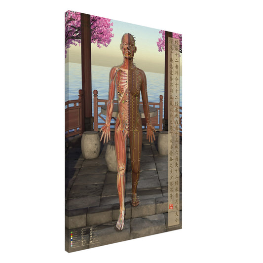 Acupuncture chart Canvas Pavilion Female Front DBr