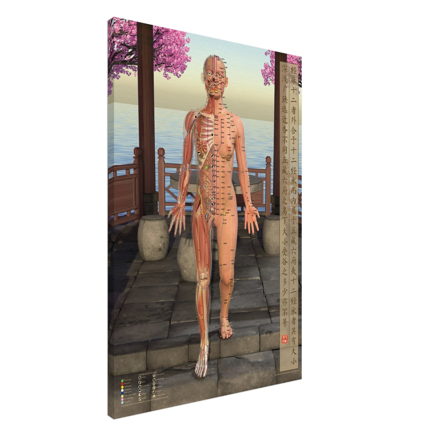 Acupuncture chart Canvas Pavilion Female Front LBe