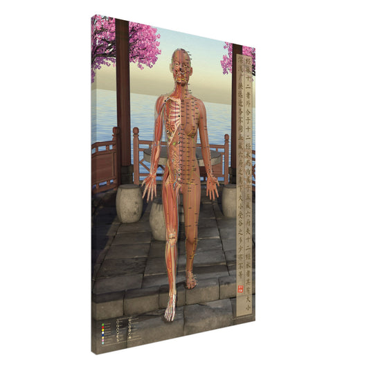 Acupuncture chart Canvas Pavilion Female Front LBr