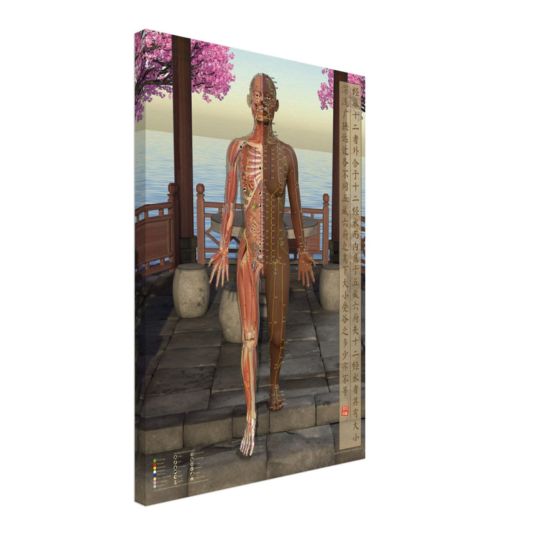 Acupuncture chart Canvas Pavilion Front Dark brown female