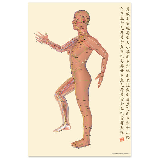 Acupuncture chart poster Beige Female Side LBr