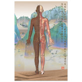Acupuncture chart poster Chinese Mountains Female Back DBr