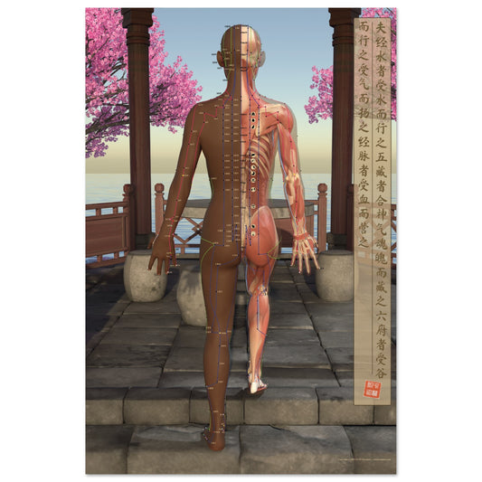 Acupuncture chart poster Pavilion Female Back DBr