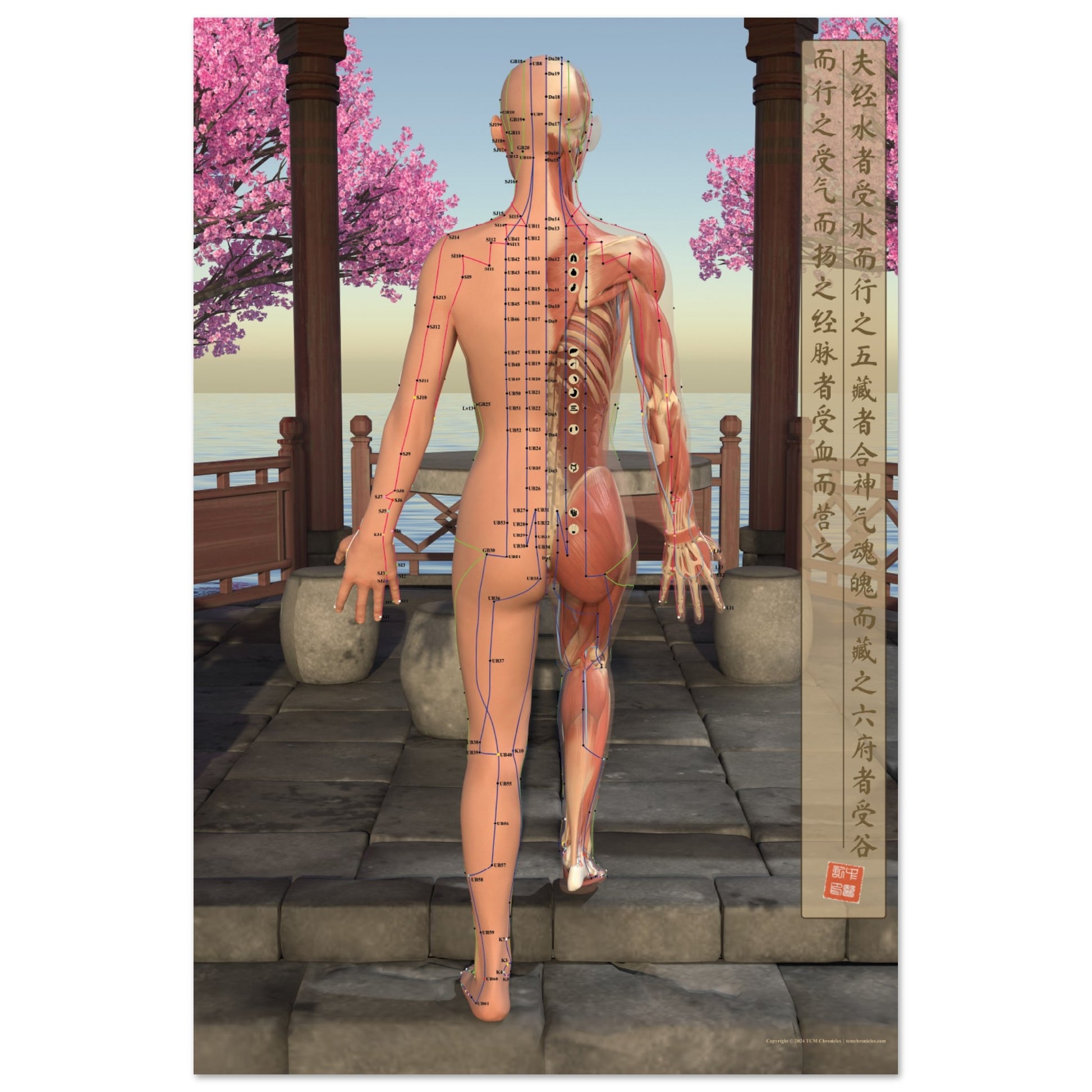 Acupuncture chart poster Pavilion Female Back LBe