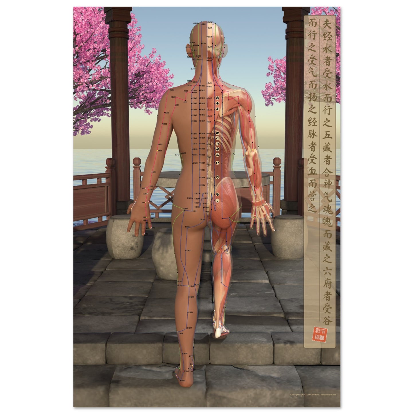 Acupuncture chart poster Pavilion Female Back LBr