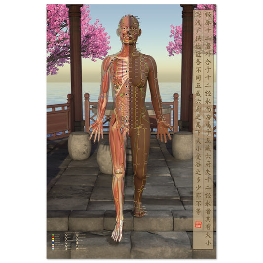 Acupuncture chart poster Pavilion Female Front DBr