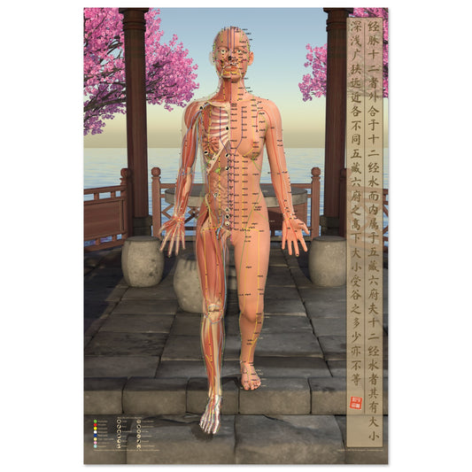 Acupuncture chart poster Pavilion Female Front LBe