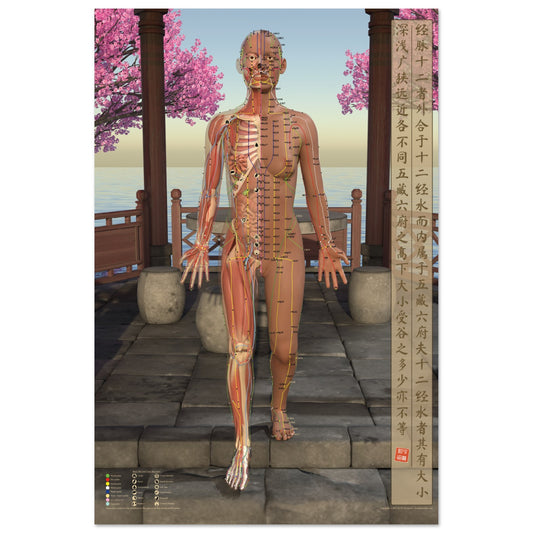 Acupuncture chart poster Pavilion Female Front LBr