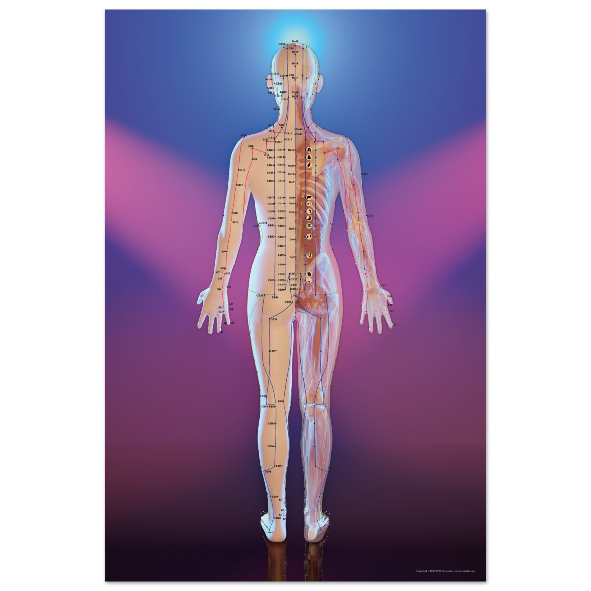 Acupuncture chart poster Spotlight Female Back LBe