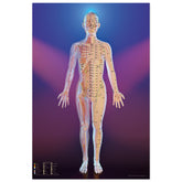 Acupuncture chart poster Spotlight Female Front LBe