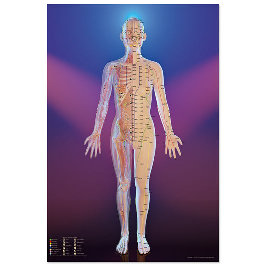 Acupuncture chart poster Spotlight Female Front LBe