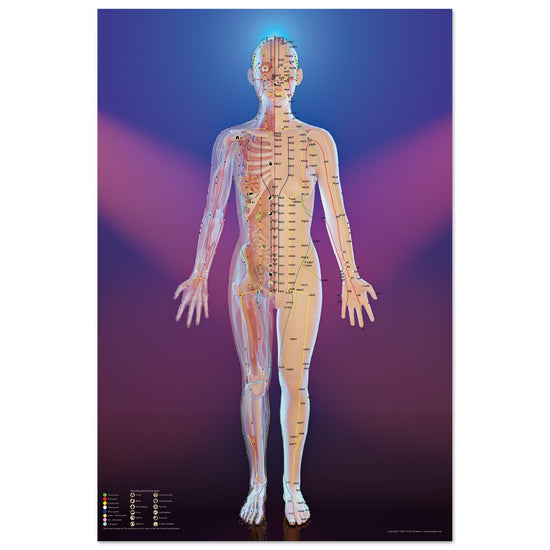 Acupuncture chart poster Spotlight Female Front LBe